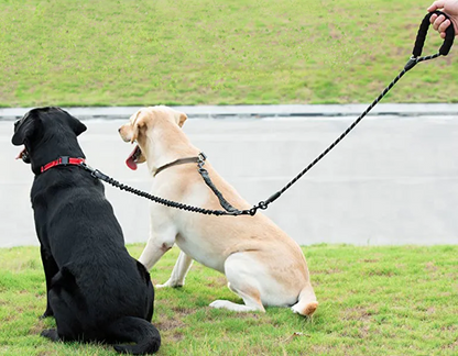 Dual Dog Leash with Bungee Extension